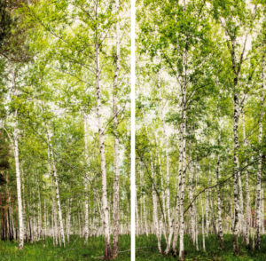 winwall birch forest 1 300x294 - Winwall
