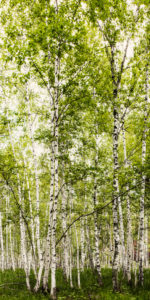 winwall birch forest 150x300 - Winwall