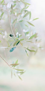 winwall olive 1 150x300 - Winwall